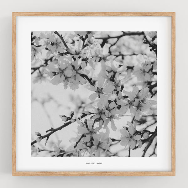 הדפס צילום - Prunus dulcis 24 פריחת השקדיה