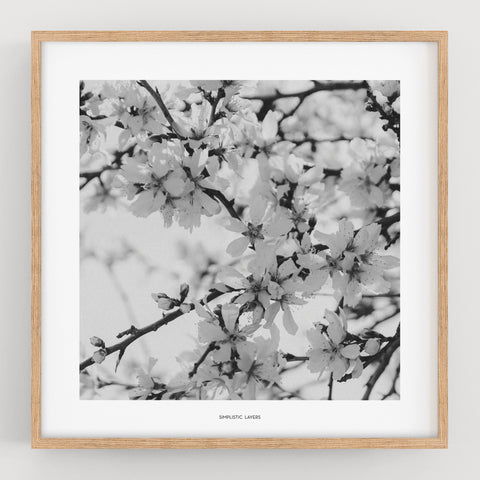 הדפס צילום - Prunus dulcis 24 פריחת השקדיה