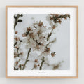 הדפס צילום - Prunus dulcis 25 פריחת השקדיה