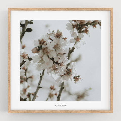 הדפס צילום - Prunus dulcis 25 פריחת השקדיה