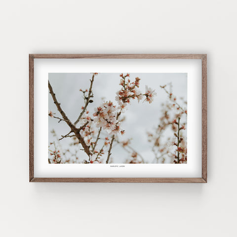 הדפס צילום - Almond Tree #3
