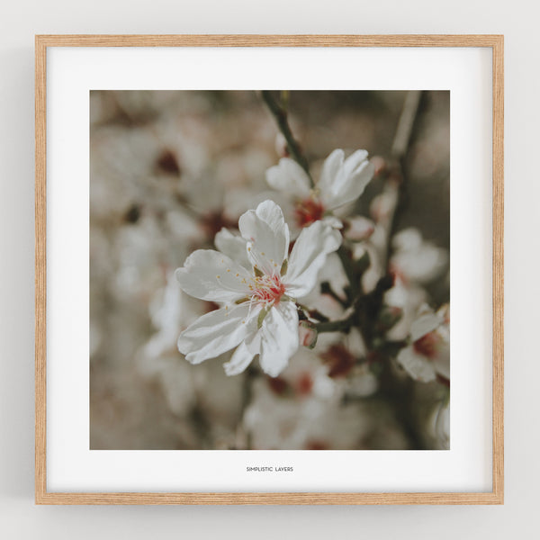 הדפס צילום - Prunus dulcis 4 פריחת השקדיה