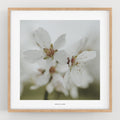 הדפס צילום - Prunus dulcis 5 פריחת השקדיה
