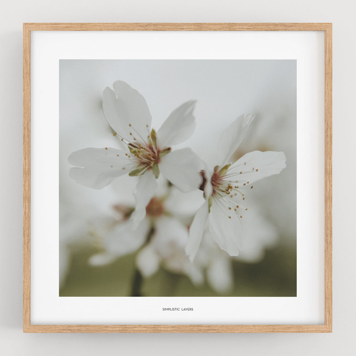 הדפס צילום - Prunus dulcis 5 פריחת השקדיה