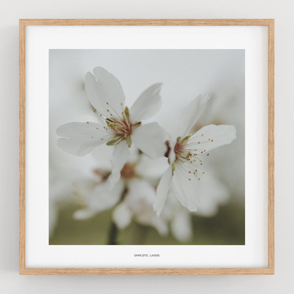 הדפס צילום - Prunus dulcis 5 פריחת השקדיה