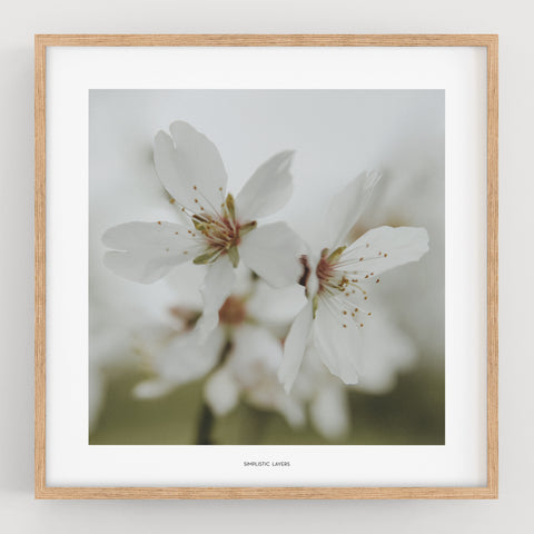 הדפס צילום - Prunus dulcis 5 פריחת השקדיה