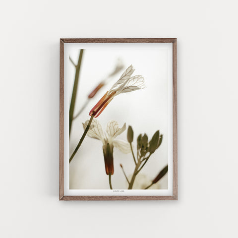 הדפס צילום - Wild radish #3