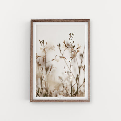 הדפס צילום - Wild radish #2