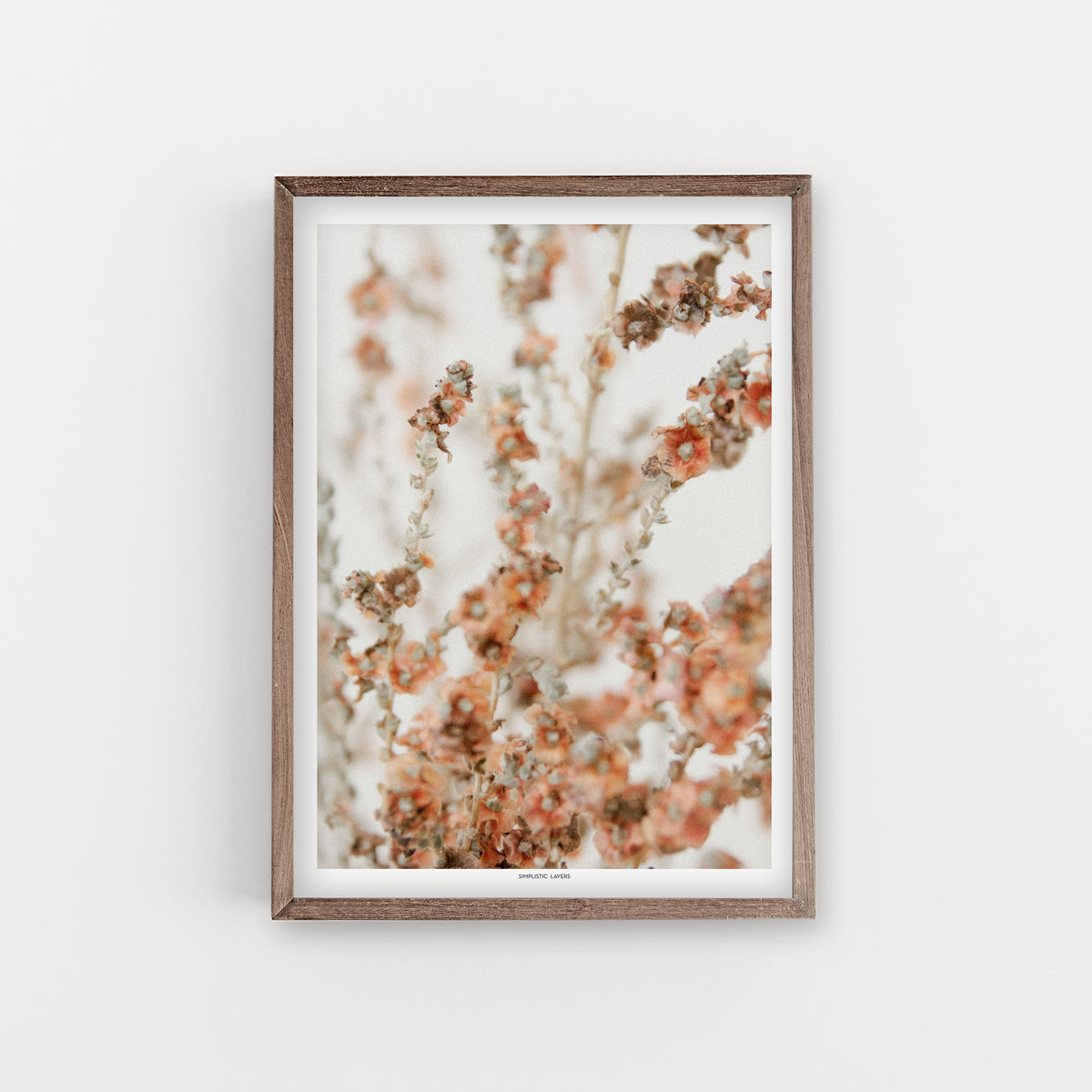 הדפס צילום - Salsola vermiculata מלחית אשונה