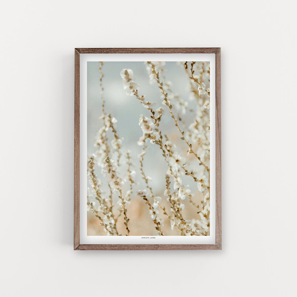 הדפס צילום - Salsola vermiculata מלחית אשונה לבנה