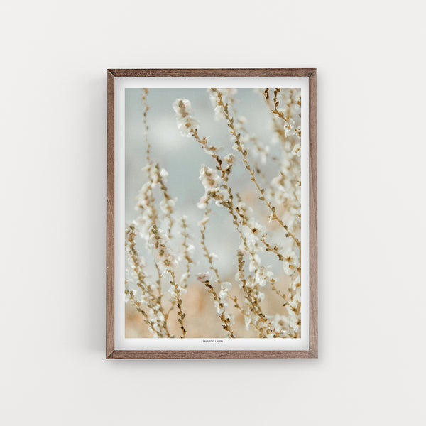 הדפס צילום - Salsola vermiculata מלחית אשונה לבנה