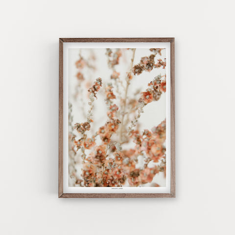 הדפס צילום - Salsola vermiculata מלחית אשונה