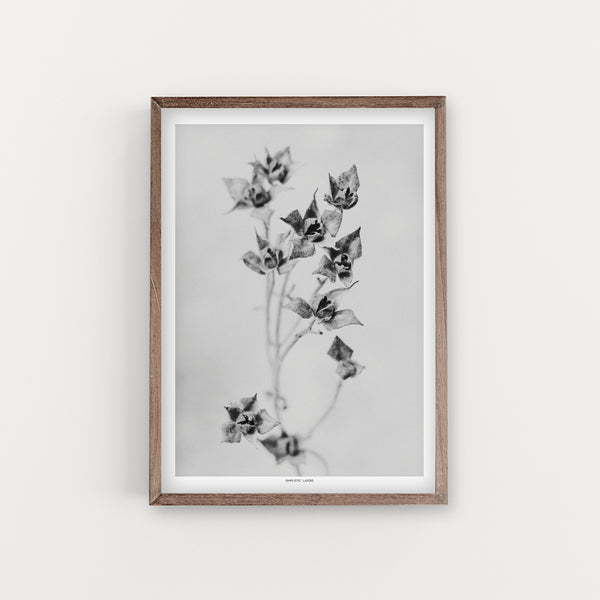 הדפס צילום - Salvia cistus  לוטם מרווני - שחור לבן