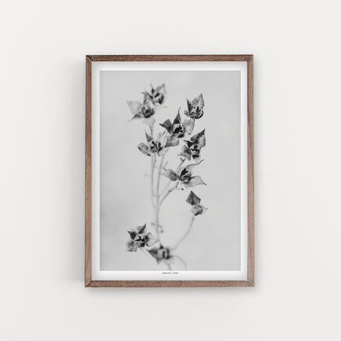 הדפס צילום - Salvia cistus  לוטם מרווני - שחור לבן