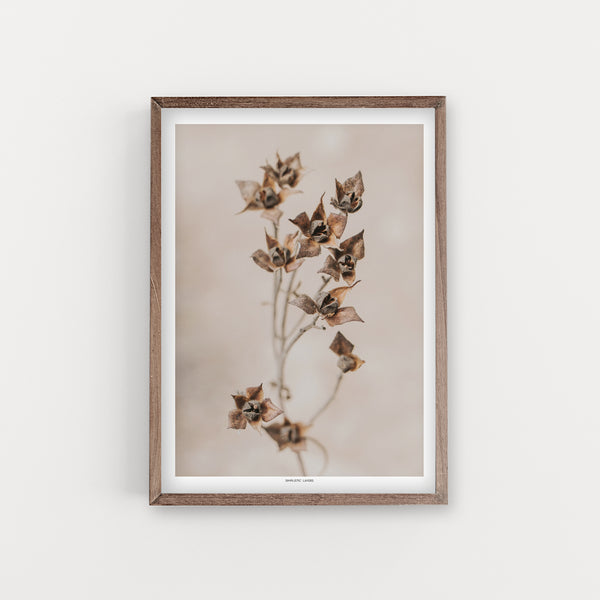 הדפס צילום - Salvia cistus  לוטם מרווני - גוון ספיה