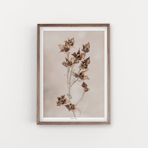 הדפס צילום - Salvia cistus  לוטם מרווני - גוון ספיה