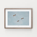 הדפס צילום -  Three migrating cranes