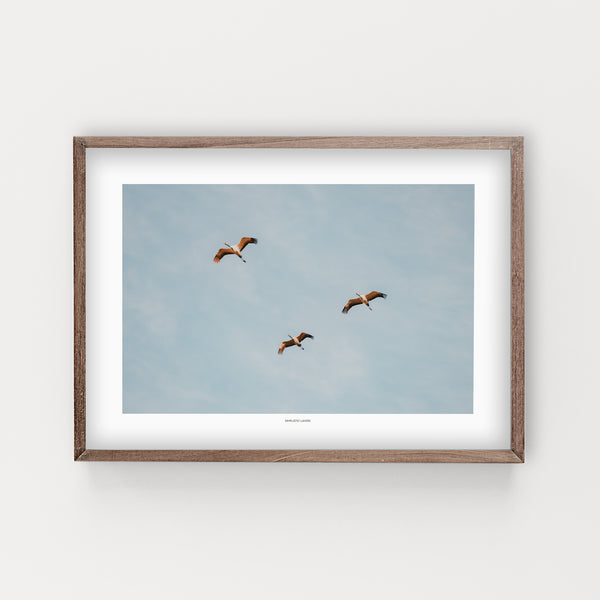 הדפס צילום -  Three migrating cranes