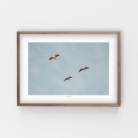 הדפס צילום -  Three migrating cranes