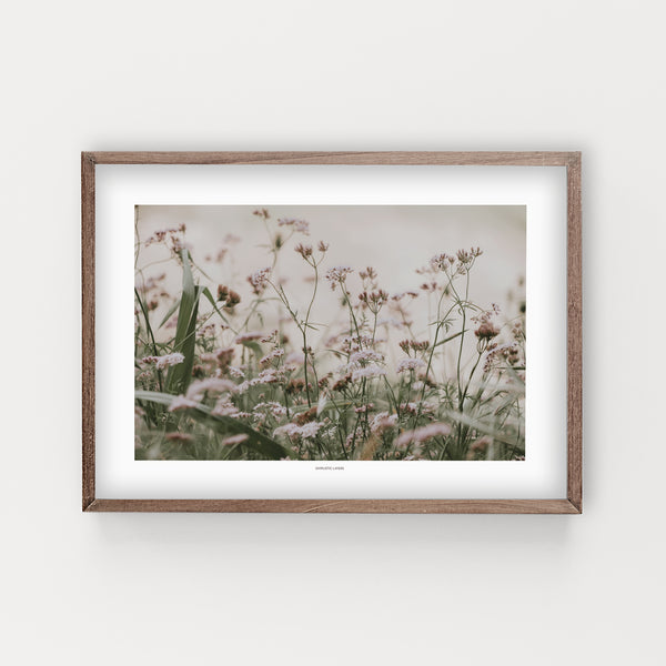 הדפס צילום - Torilis japonica #3 - גזיר נדיר