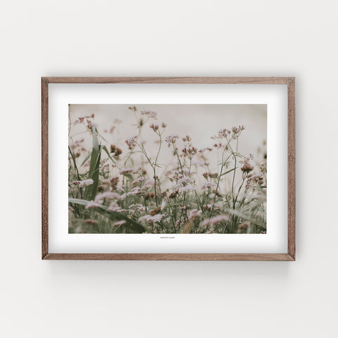 הדפס צילום - Torilis japonica #3 - גזיר נדיר