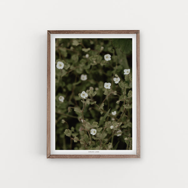 הדפס צילום - Veronica cymbalaria