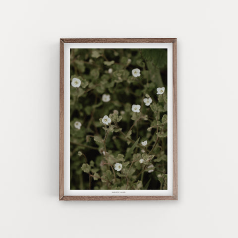 הדפס צילום - Veronica cymbalaria