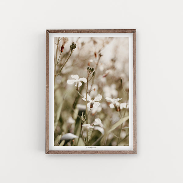 הדפס צילום - Wild radish