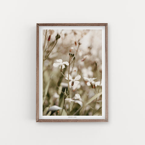 הדפס צילום - Wild radish