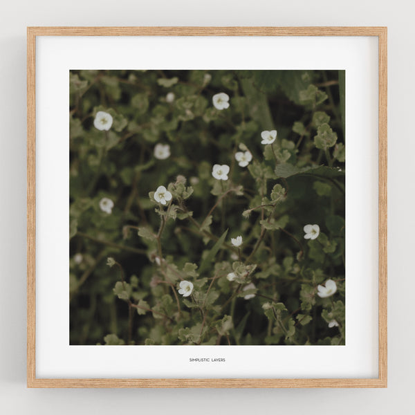 הדפס צילום -  Veronica cymbalaria - ורוניקה לבנה