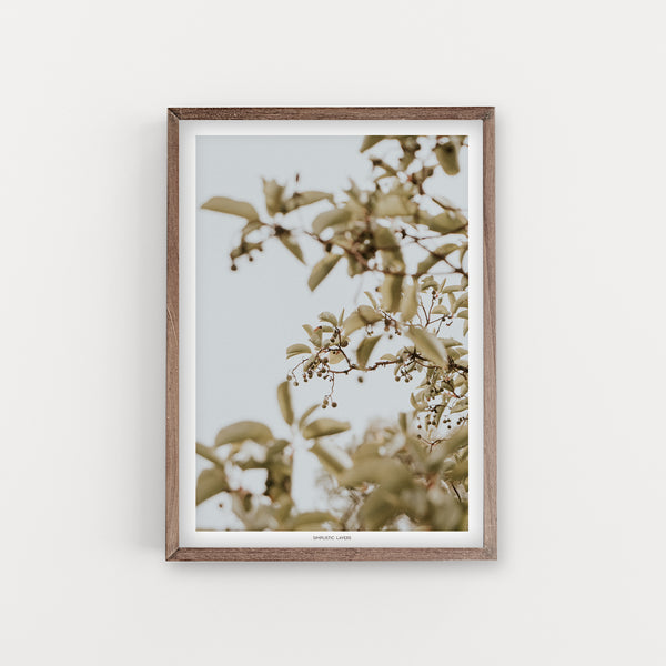 הדפס צילום - Arbutus #2