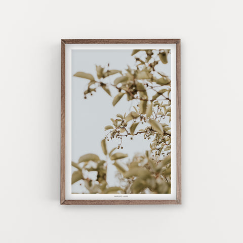 הדפס צילום - Arbutus #2