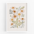 הדפס -  Common Chamomile