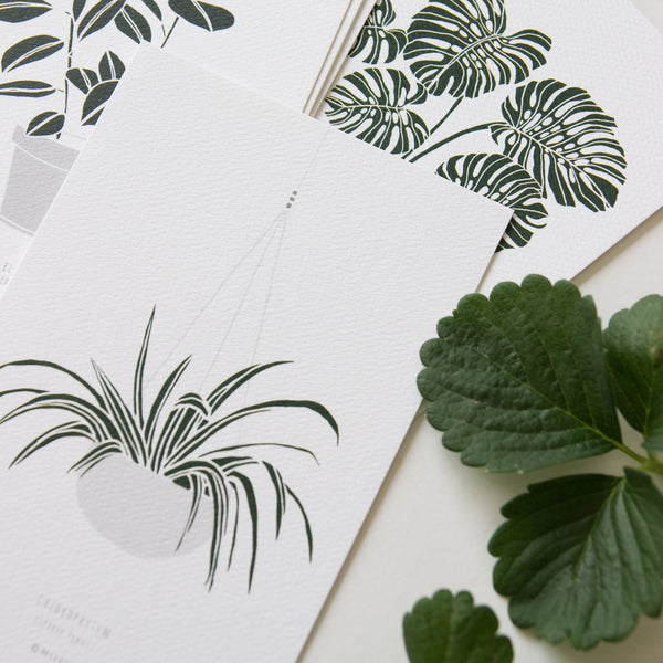 גלויה - Botanical - Chlorophytum