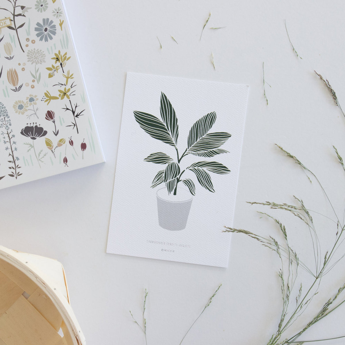גלויה - Botanical - Chamaedorea