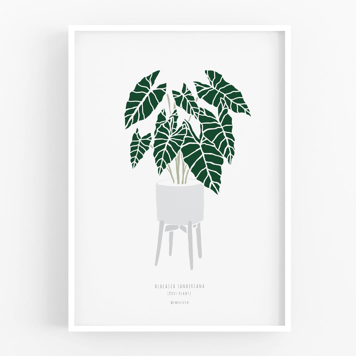 הדפס - Alocasia sanderiana