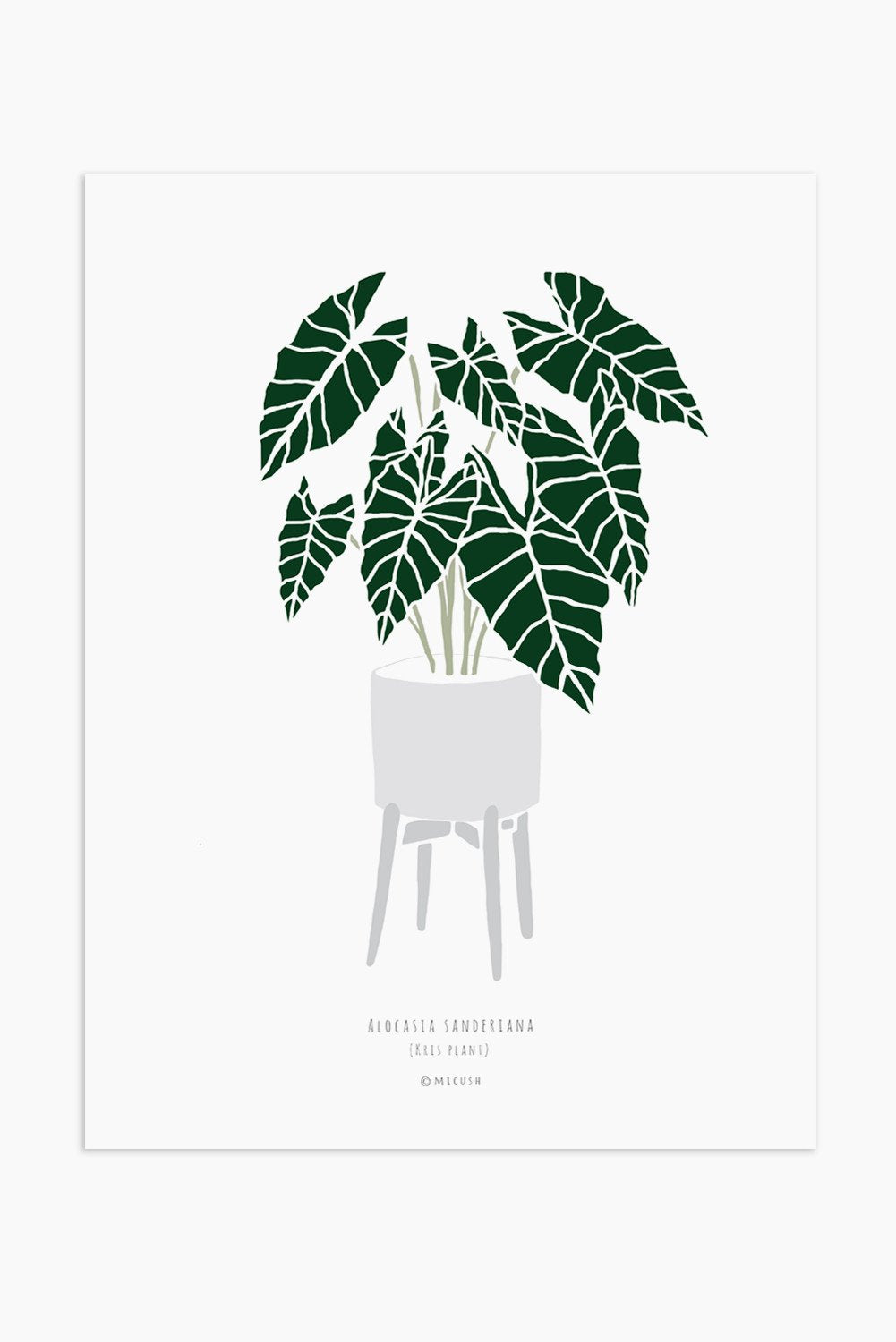 הדפס - Alocasia sanderiana
