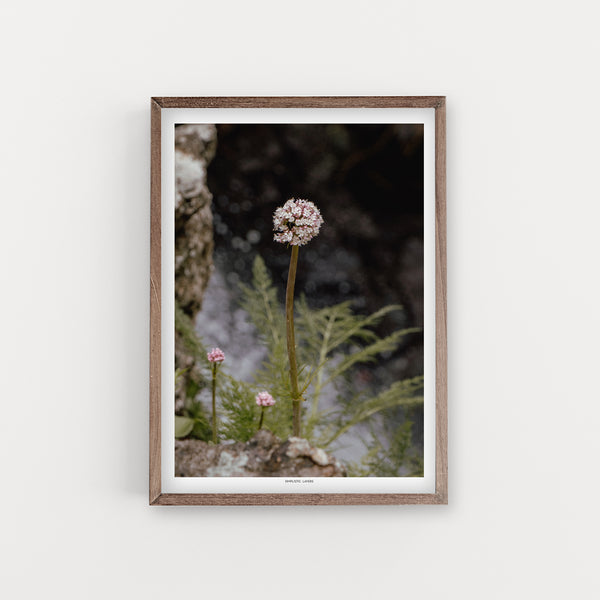 הדפס צילום - Allium ampeloprasum