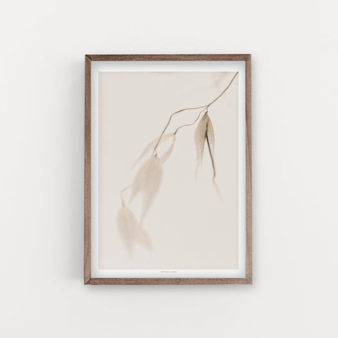 הדפס צילום - Avena Sativa