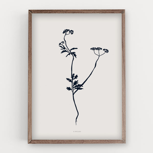 הדפס - Botanical silhouette - Torilis japonica