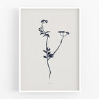 הדפס - Botanical silhouette - Torilis japonica