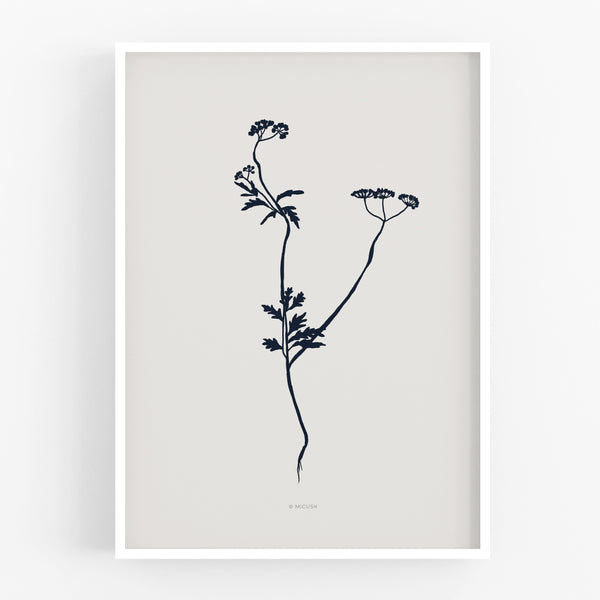 הדפס - Botanical silhouette - Torilis japonica