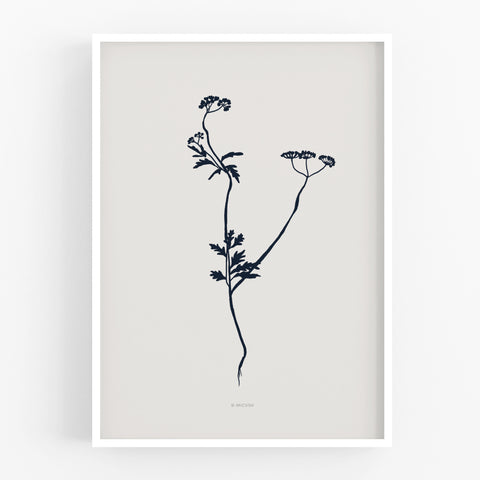 הדפס - Botanical silhouette - Torilis japonica