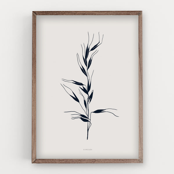 הדפס - Avena Sativa