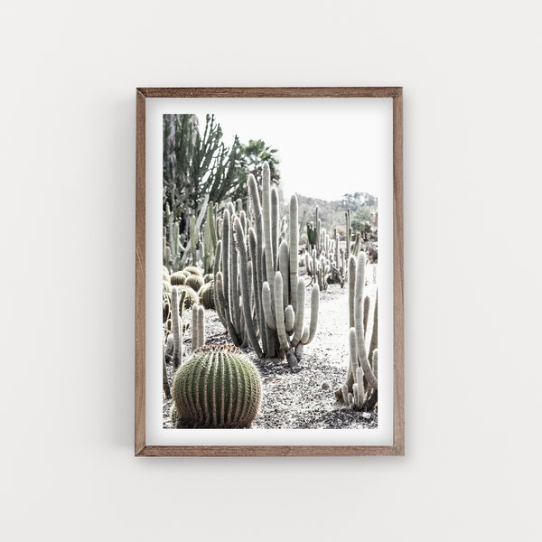 הדפס צילום - Giant Saguaro