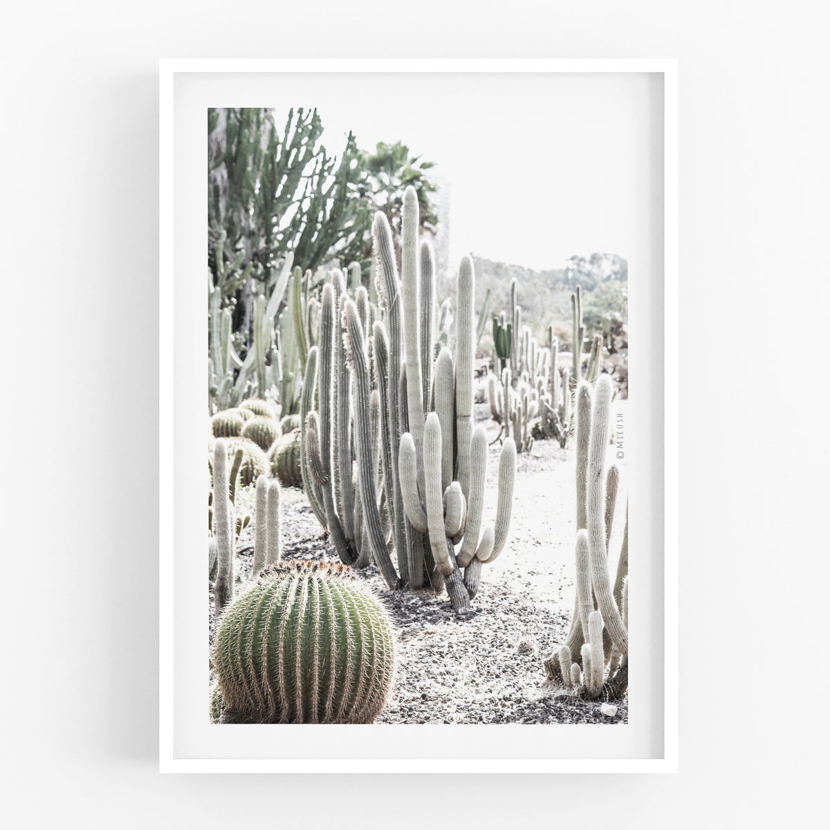 הדפס צילום - Giant Saguaro