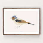 הדפס - Bird - Chaffinch (Fringilla coelebs)