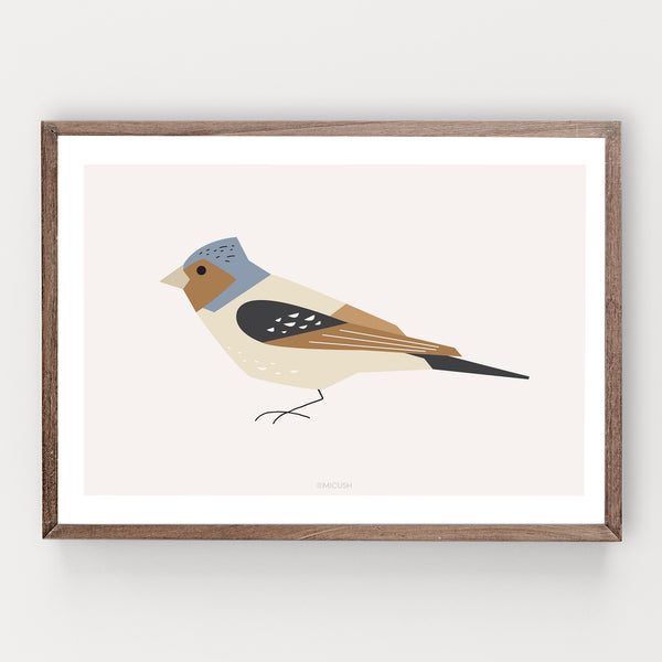 הדפס - Bird - Chaffinch (Fringilla coelebs)
