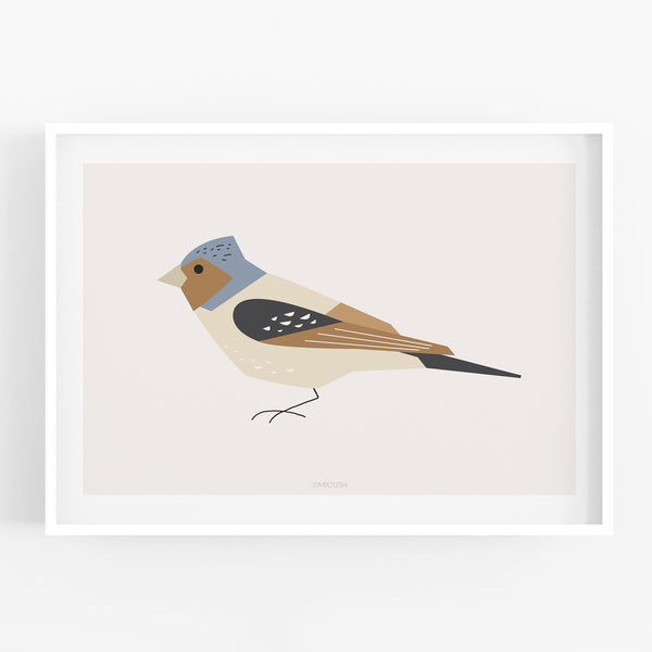 הדפס - Bird - Chaffinch (Fringilla coelebs)