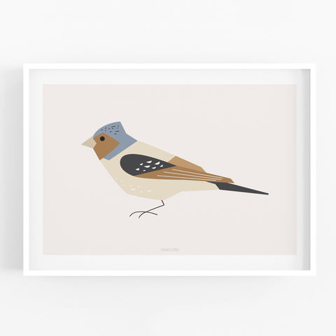 הדפס - Bird - Chaffinch (Fringilla coelebs)